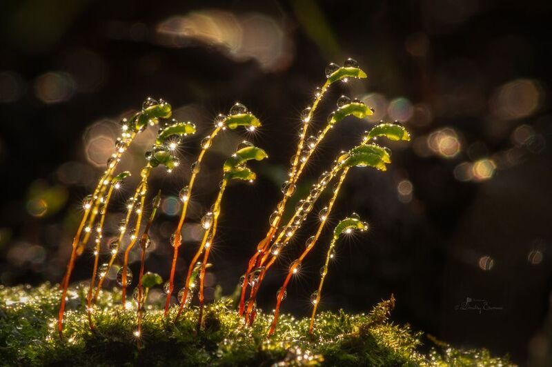 Апрельская семейка... фото превью