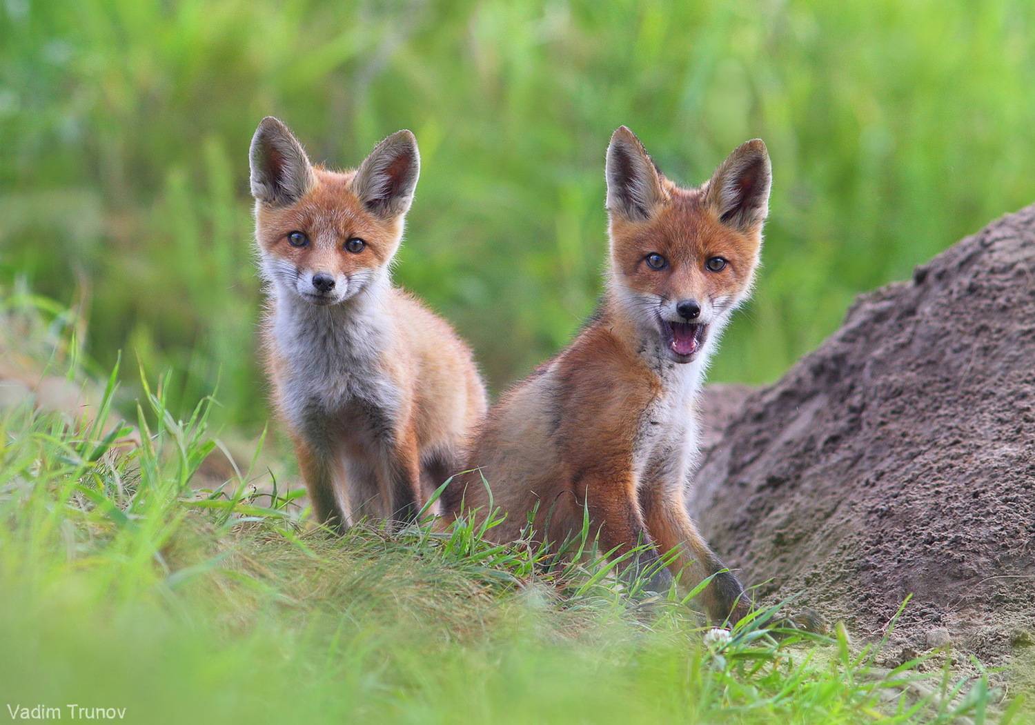 лиса, лисята, fox, Вадим Трунов