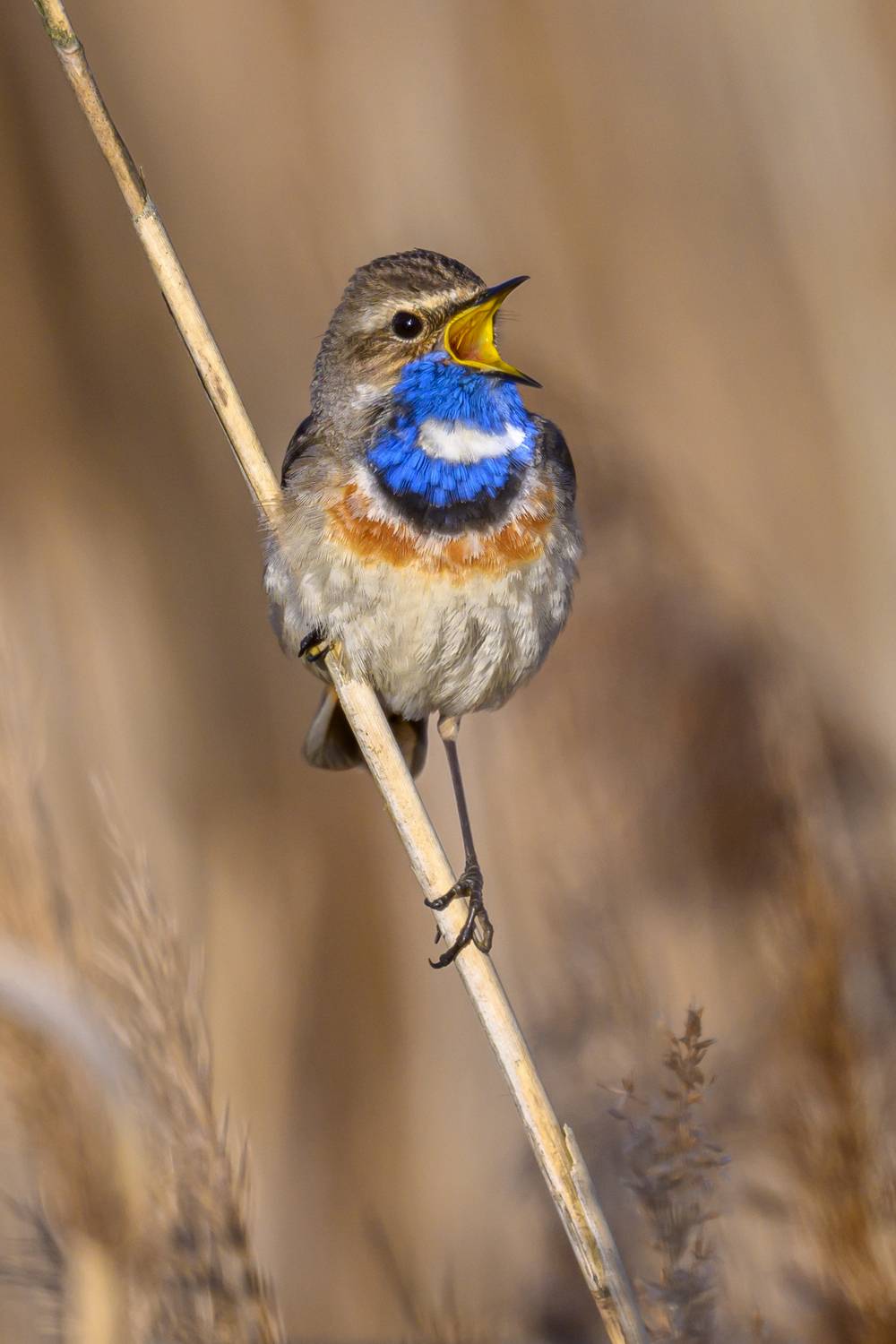 , Пупонин Сергей