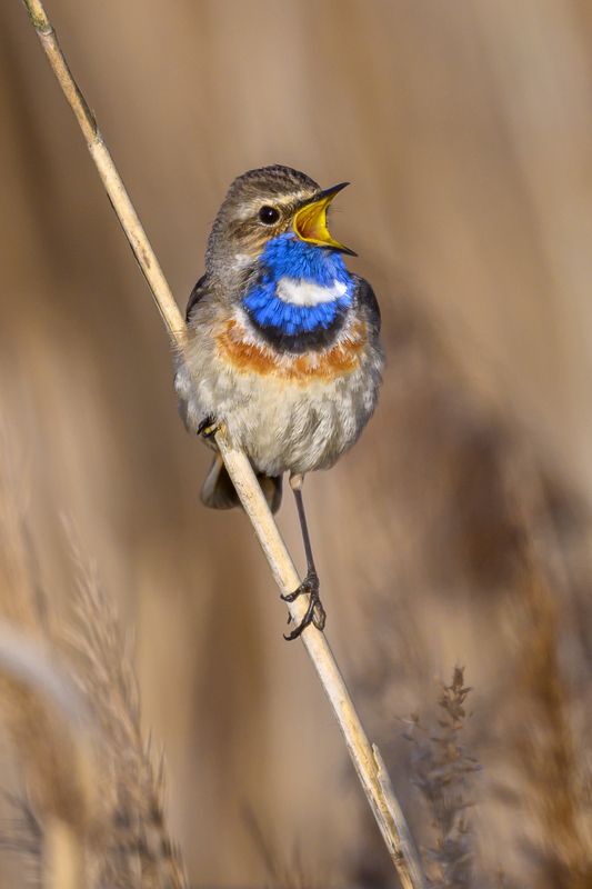 Варакушка фото превью