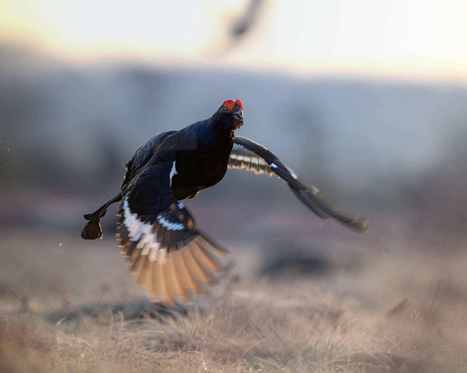 тетерев, ток, токование, птицы, фотоптиц, природа, весна, болото, лес, бердинг, бердвотчинг, фотоохота, birding, black grouse, countership display, birdwatching, wildlife, Михаил Ездаков