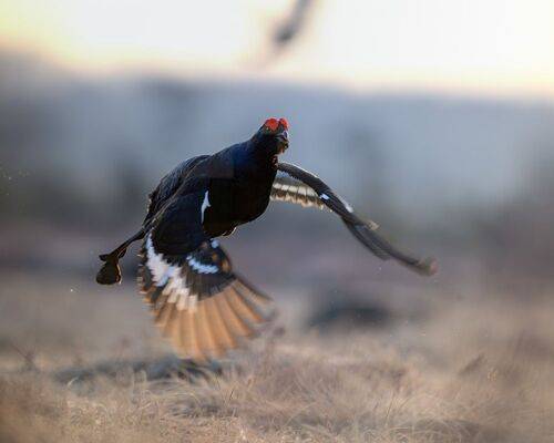Тетерев на току