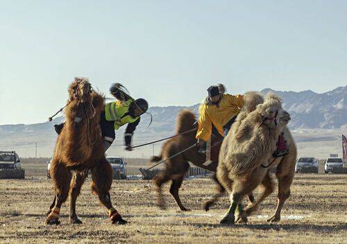 Mongolian camel winter festival