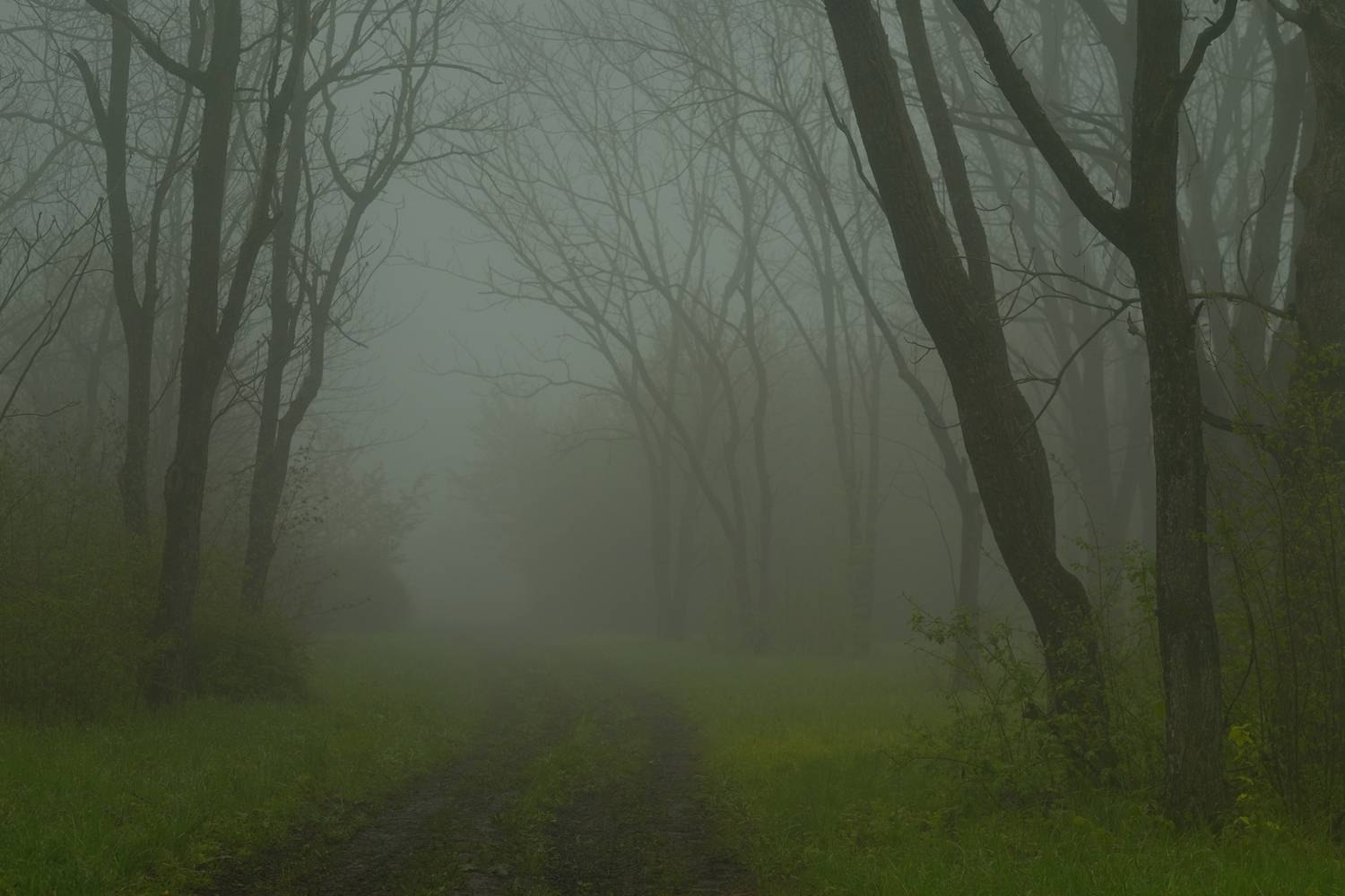 весна туман лес утро, Александр Жарников