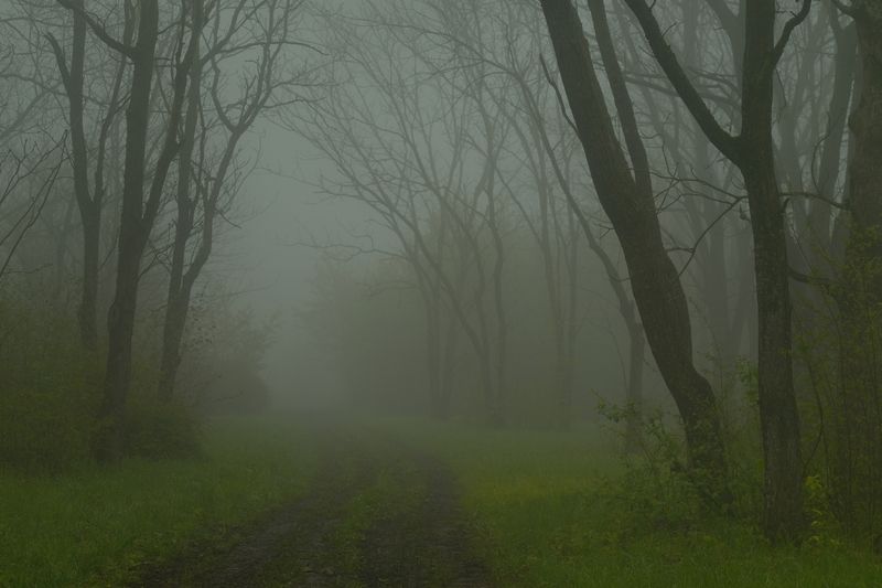 Туманное утро фото превью