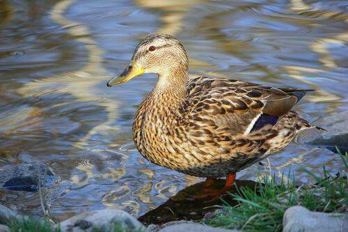 Кряква (Anas platyrhynchos)