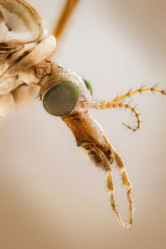 Комар-долгоножка (лат. Tipulidae) фото превью