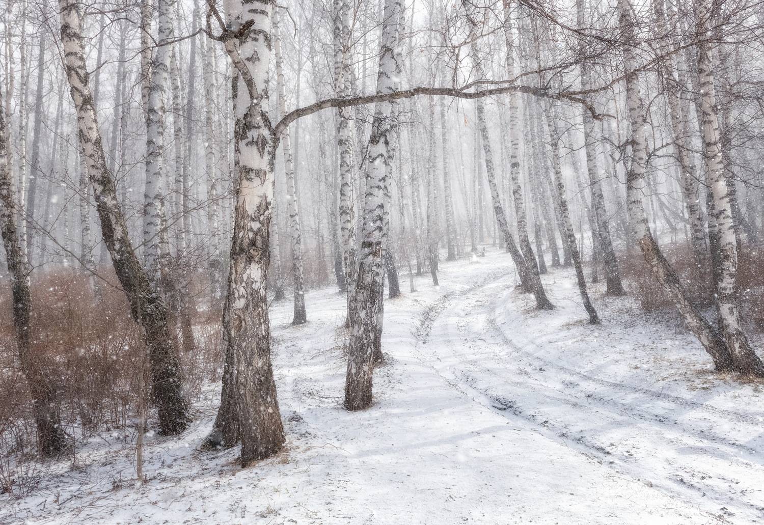 весна, снег, апрель, березы, снегопад, торгашинский хребет, Фомина Марина