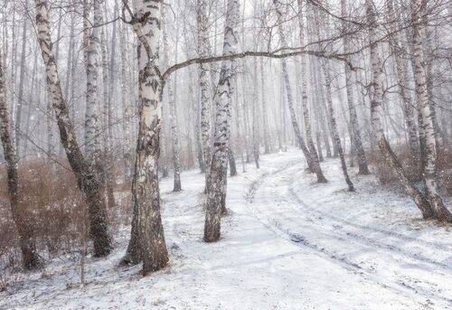 Березовый рай