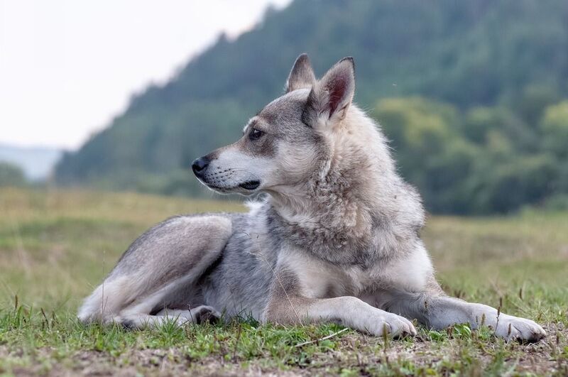 собака,лето, спокойствие, животный мир Пёс, похожий на волка фото превью