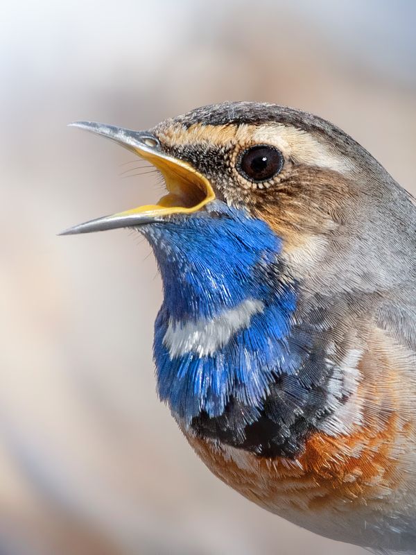 Варакушка Luscinia svecica фото превью