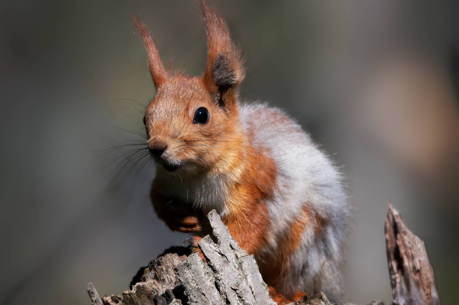 , Сергей Тихомиров