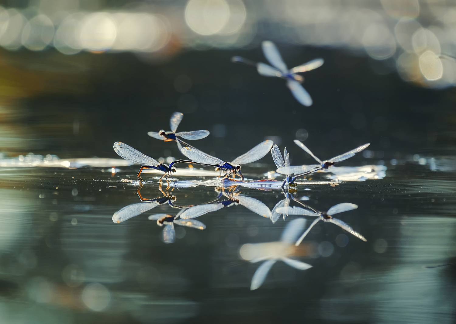 стрекозы,макро,пейзаж,фуджи, Natalia Bolotenkova