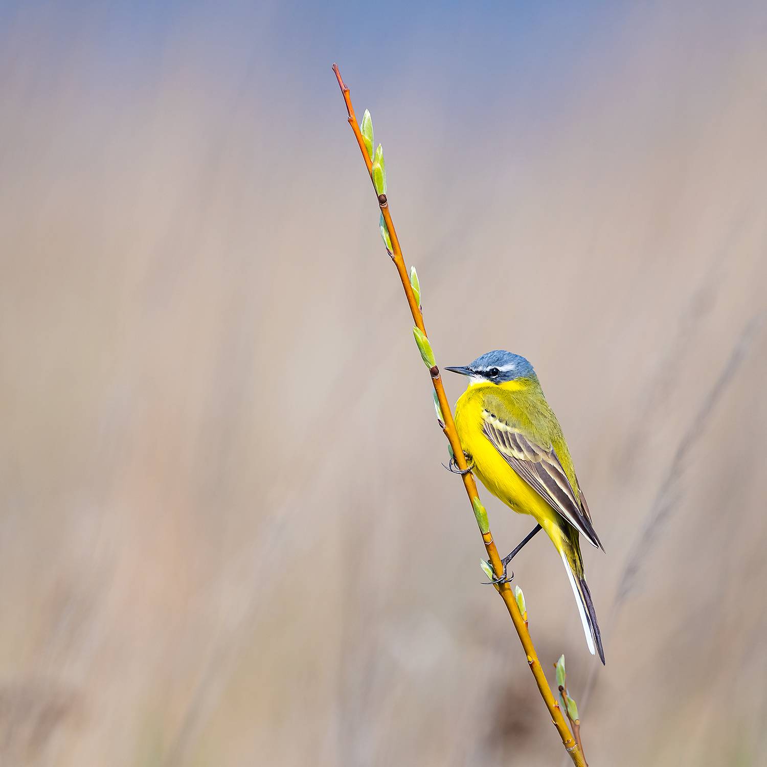 , Абросимов Александр