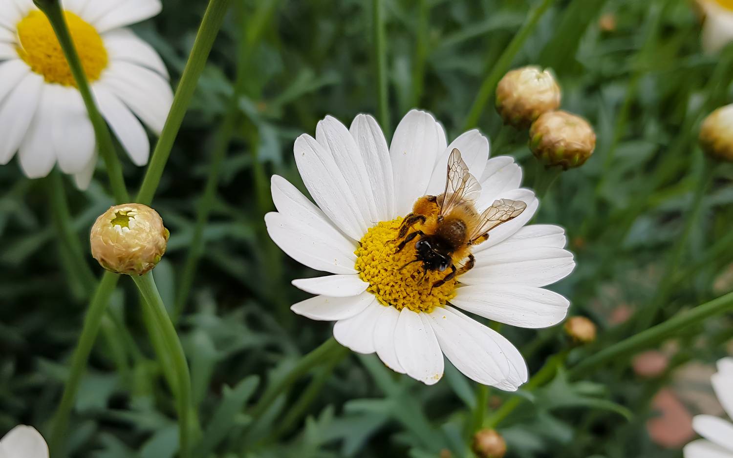 , Игорь Дубровский