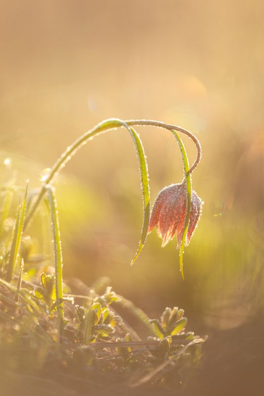 макро, цветы, арт, природа, дикая природа, весна, рассвет, nature, wildlife, canon Шахматный рябчик в инее фото превью
