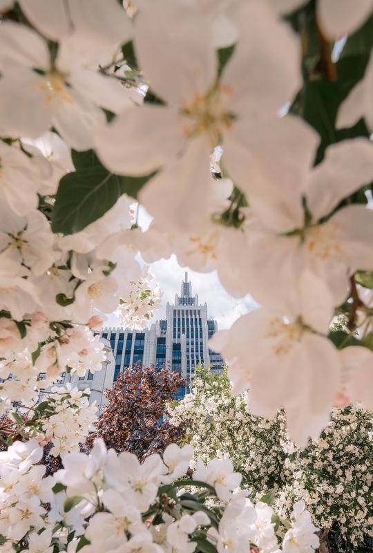 москва, бц оружейный, городской пейзаж, яблони, moscow, spring БЦ Оружейный фото превью