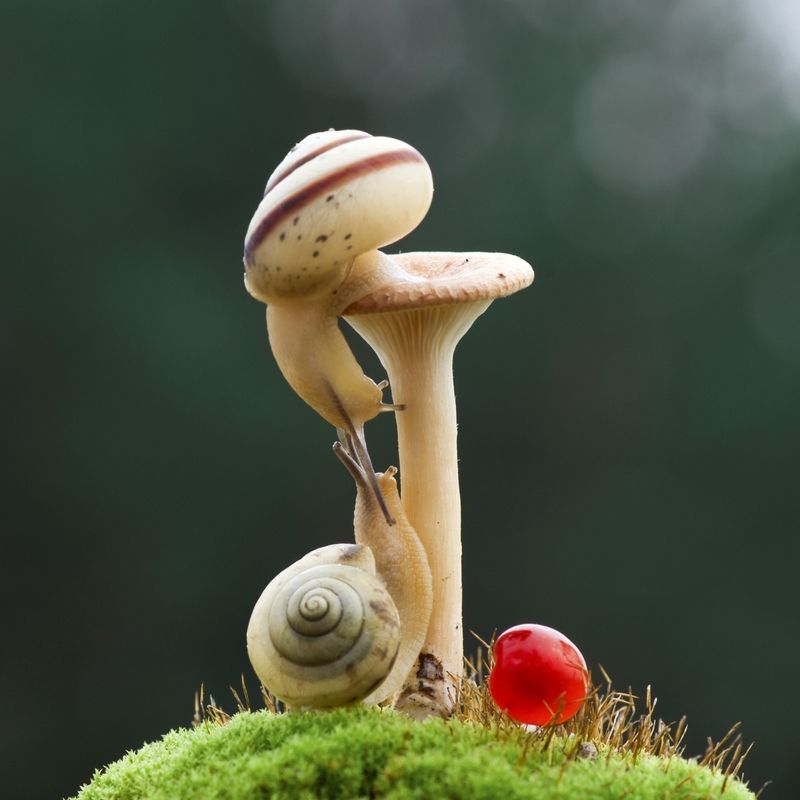 В улиточном Эдеме фото превью