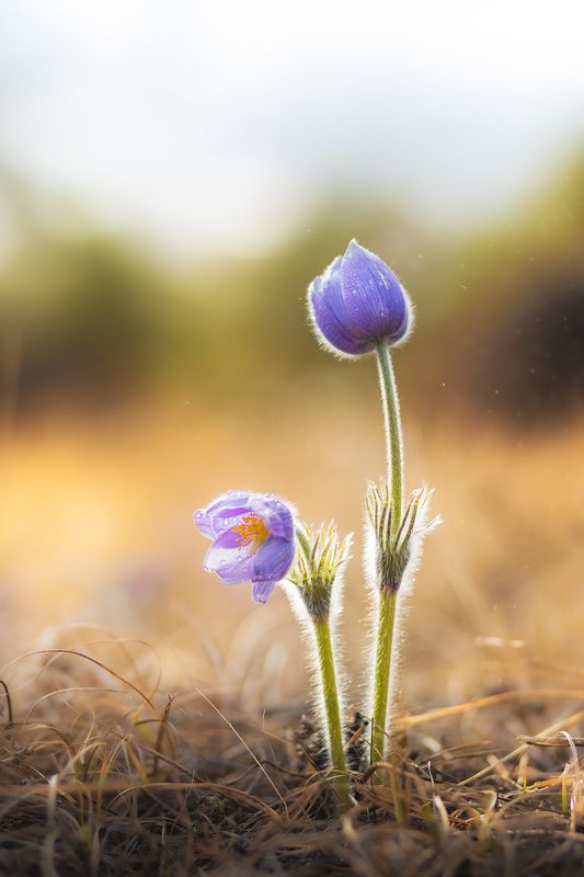 Ургульки фото превью
