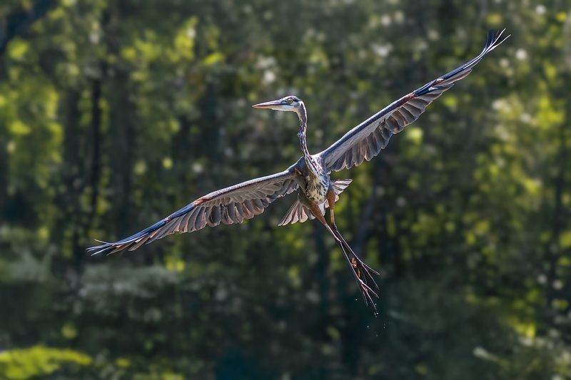 Птеродактиль фото превью