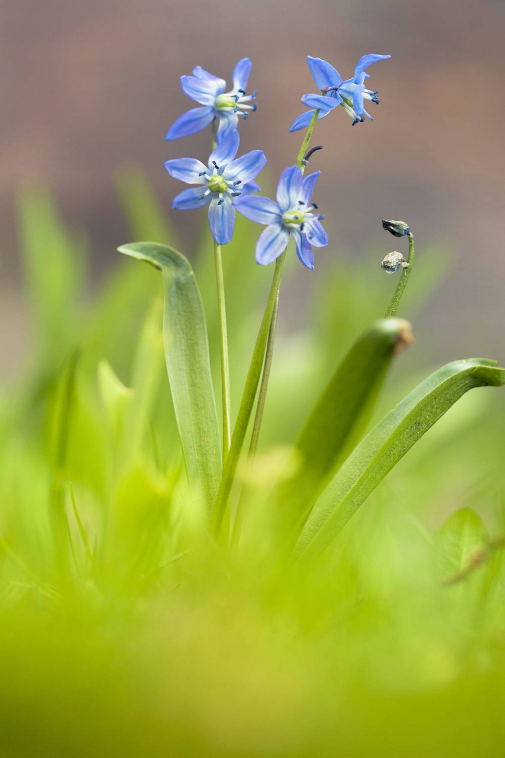 Vertical, Flower, Close-up, Nature, Petal, Plant, Day, Purple, Damian Cyfka