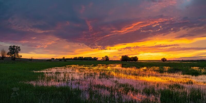астраханская область, река, вода, волга, заповедник, закат, половодье, красное, май, весна, весенний, вода, отражение, трава, Миг яркой красоты фото превью