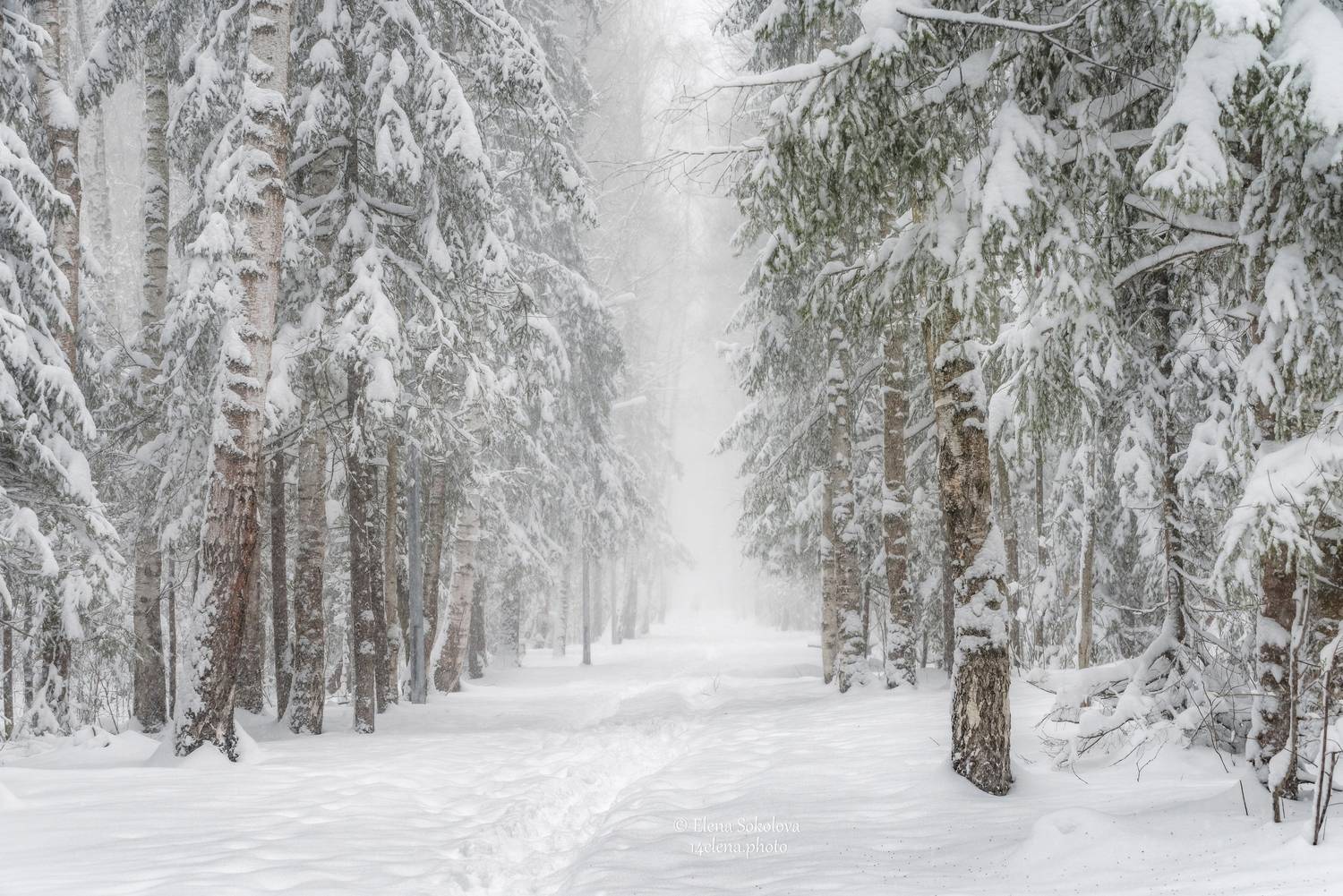 пермь, лес, снегопад, апрель, весна, Соколова Елена