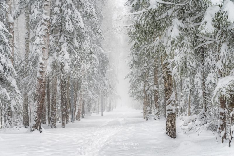 пермь, лес, снегопад, апрель, весна Снегопад 28 апреля фото превью