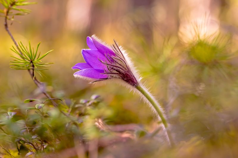 .... фото превью
