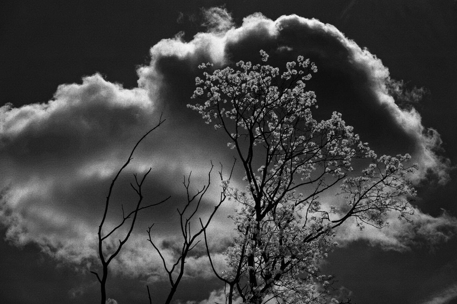 Деревья, весна, жизнь, Роман Какоткин