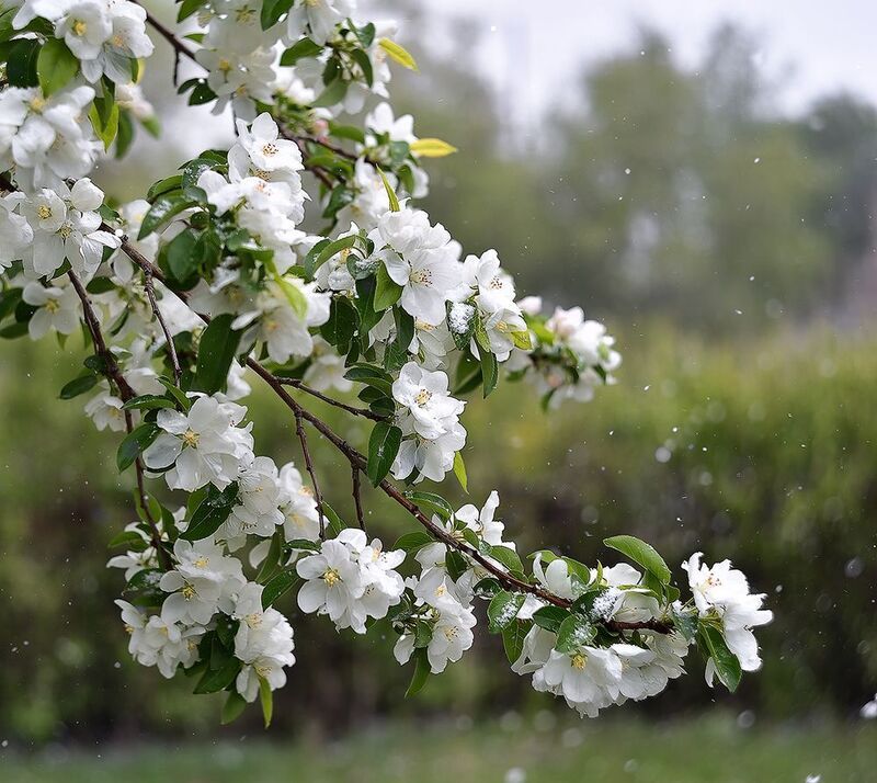 Апрельский снег... фото превью