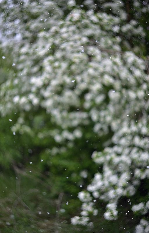 Апрельский снег... фото превью