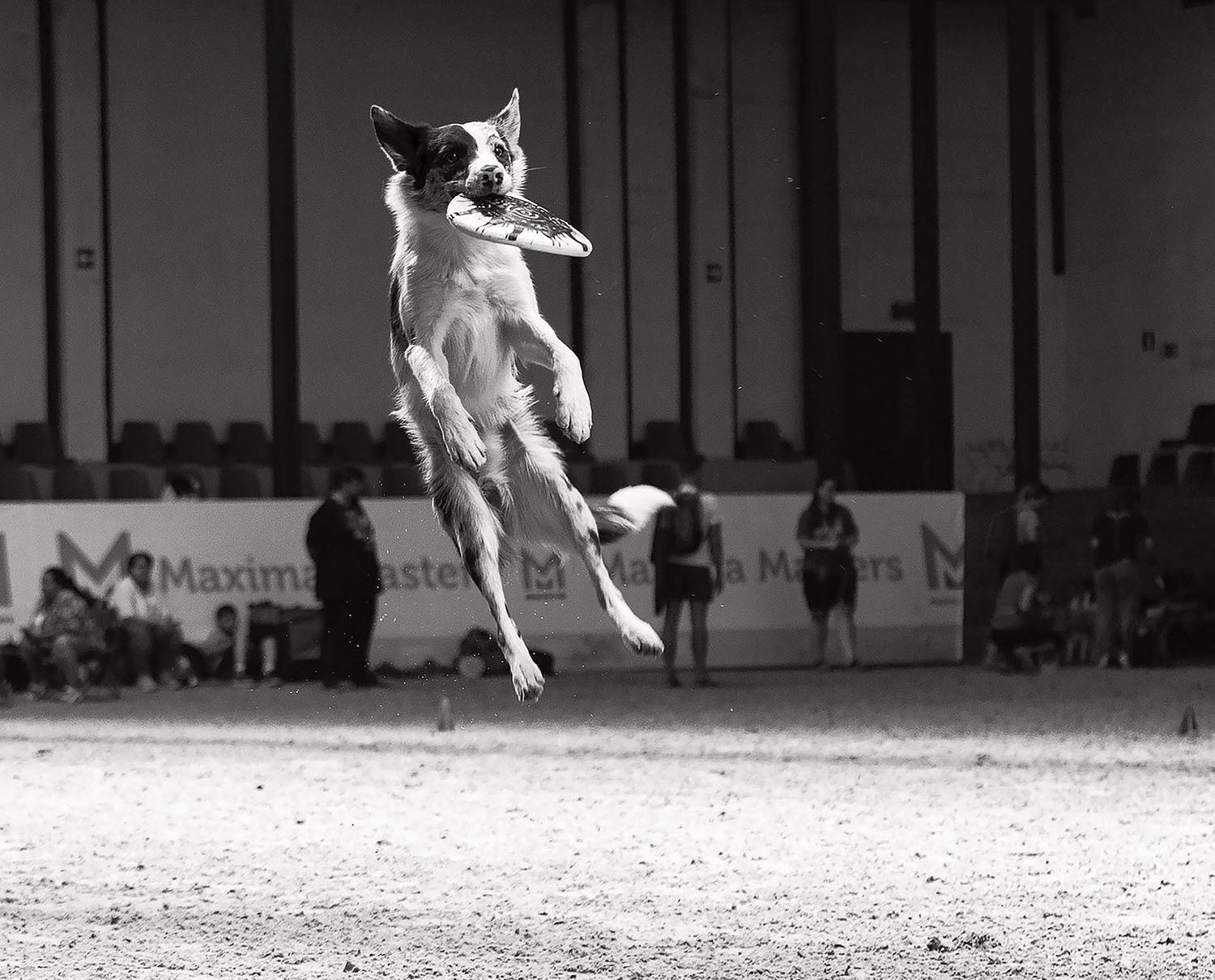 соревнования, собака,прыжок, спорт, dog, competition, jump, sport, Стукалова Юлия