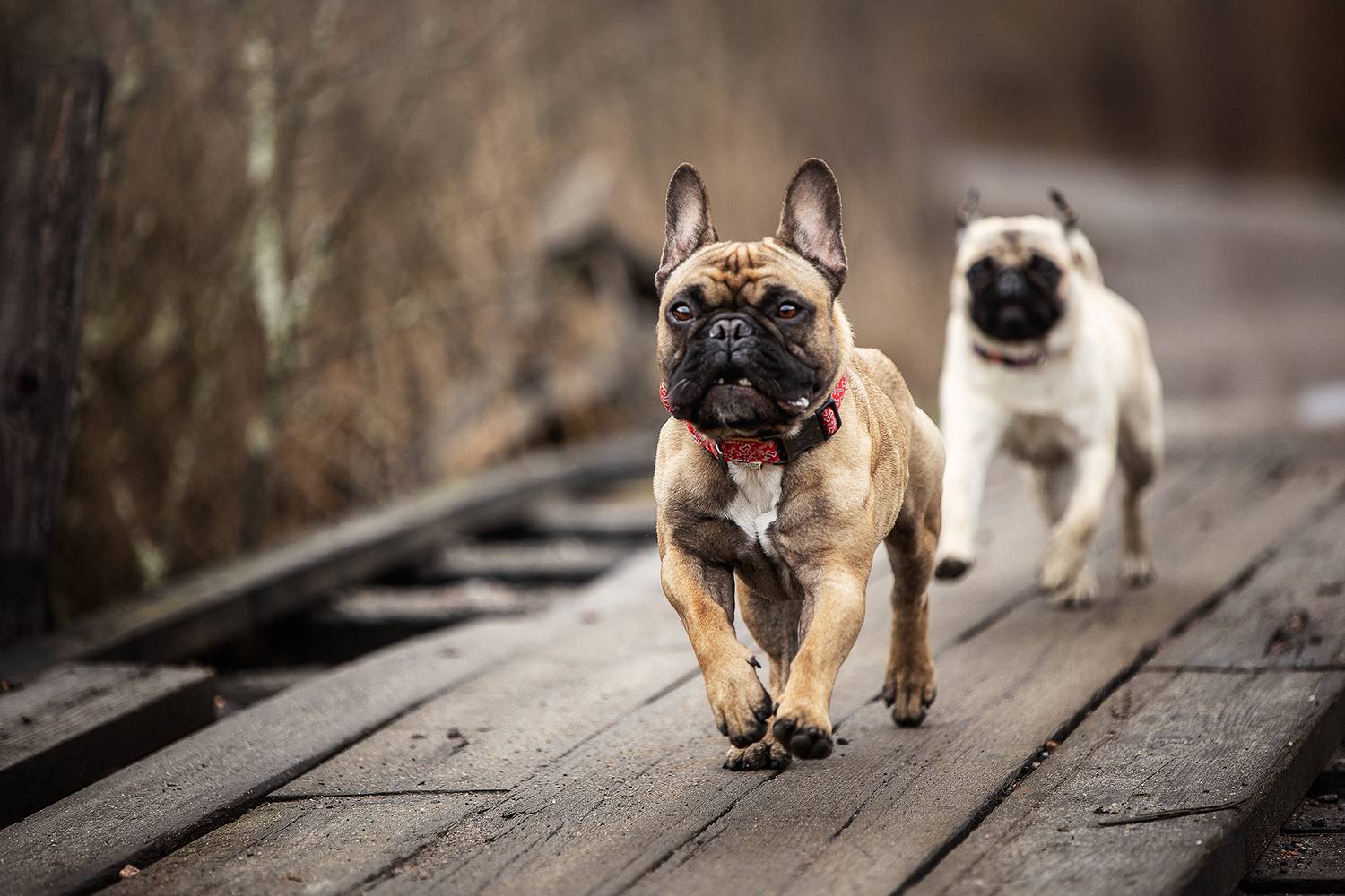 , Елена Самусенкова