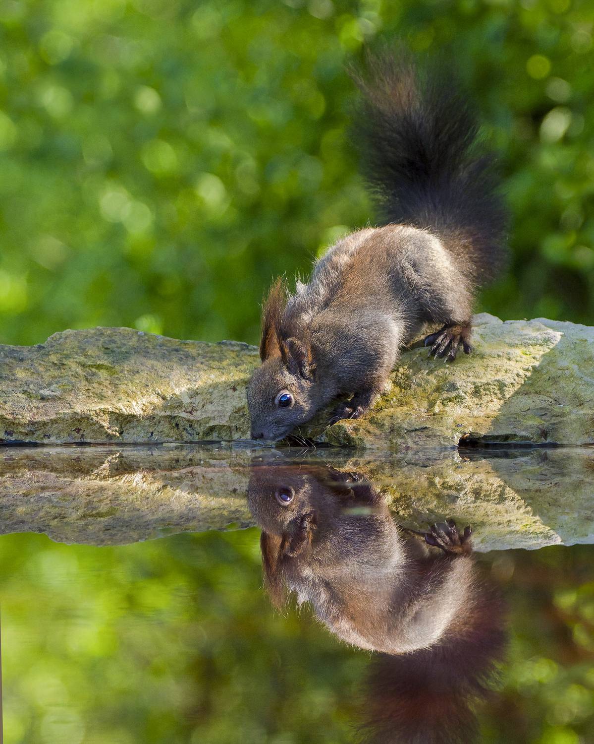 , Евгени Стефанов