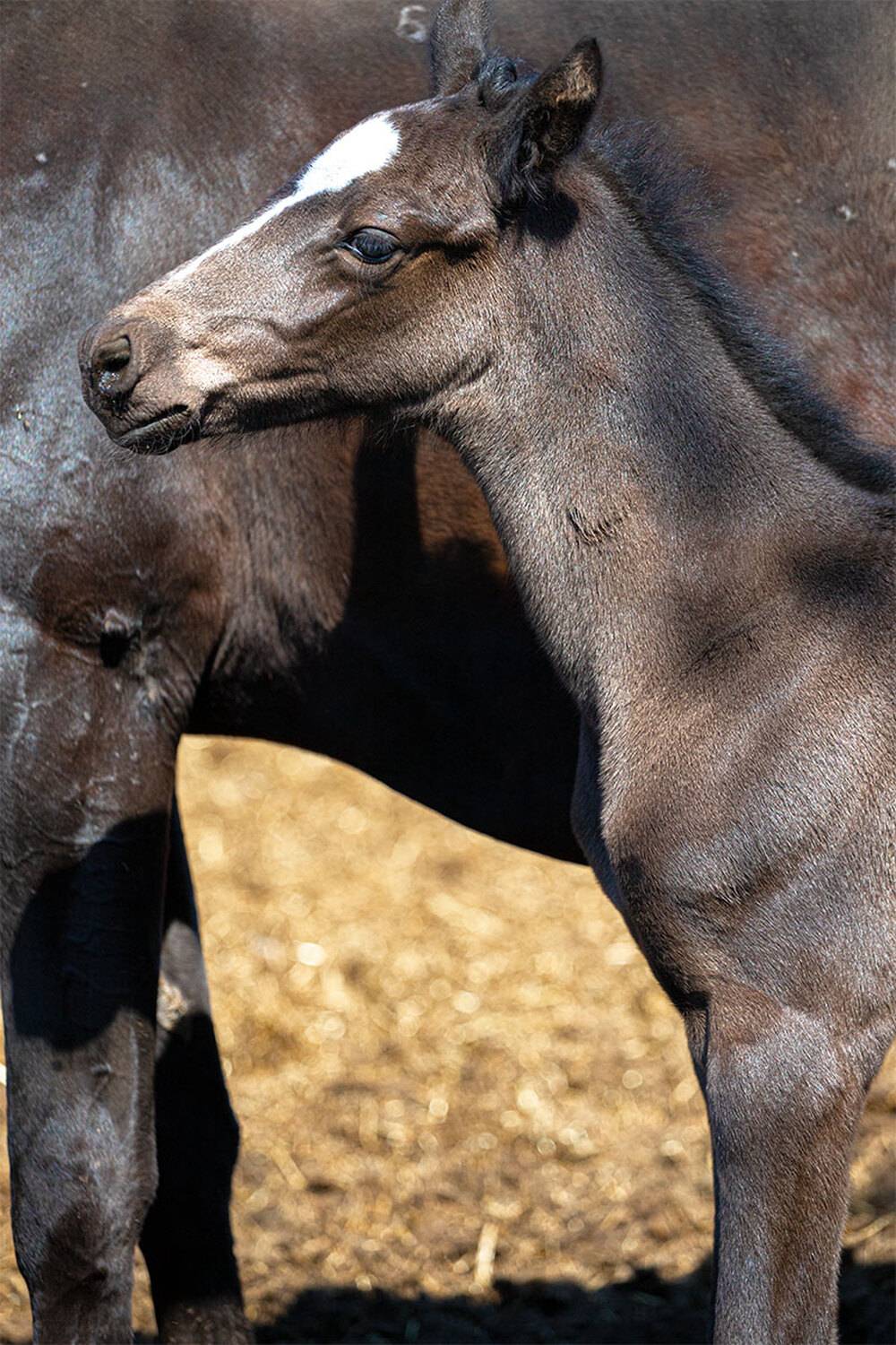 , Чудинин Дмитрий