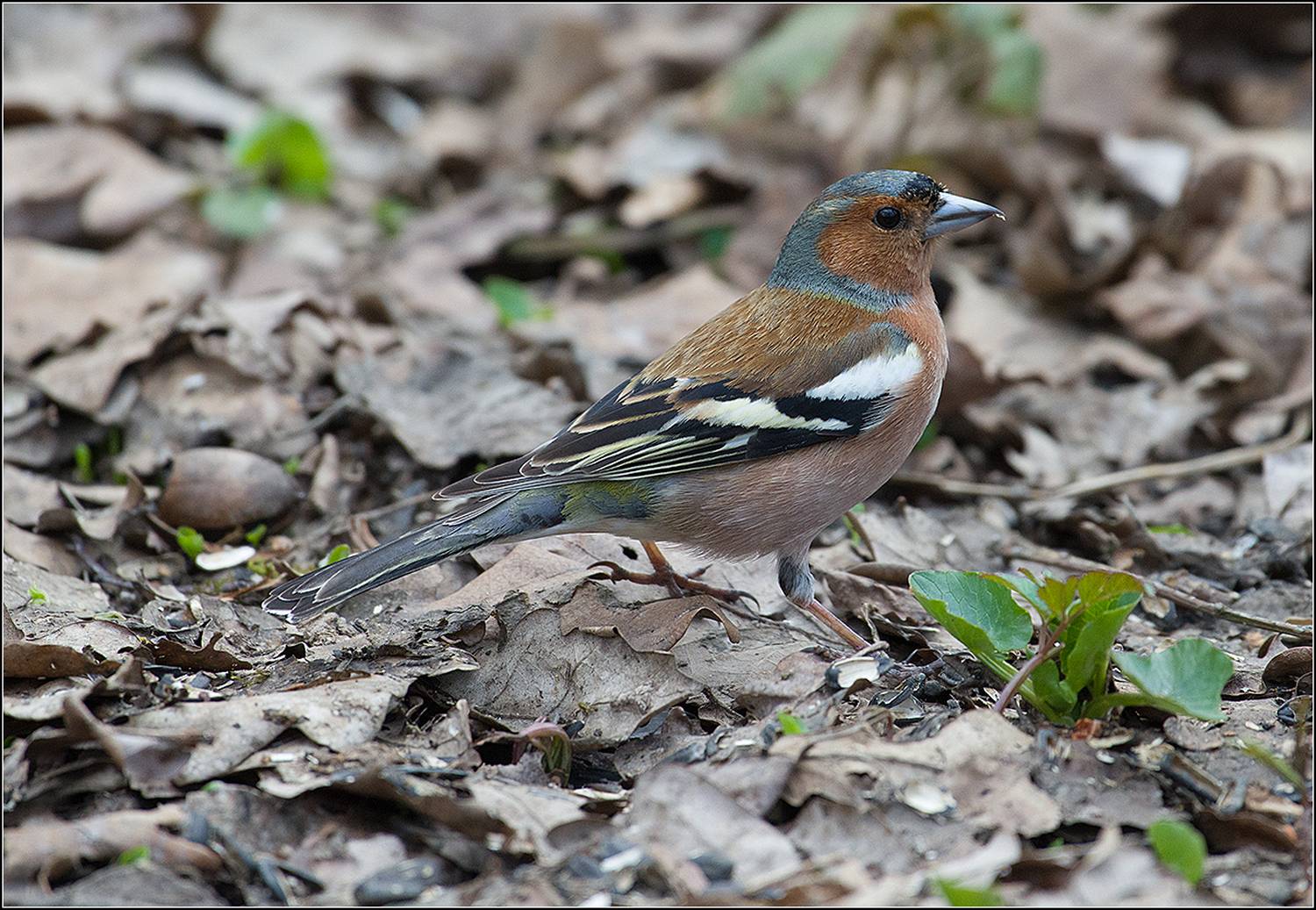 москва, апрель, парк, птица, АНАТОЛИЙ ДОВЫДЕНКО