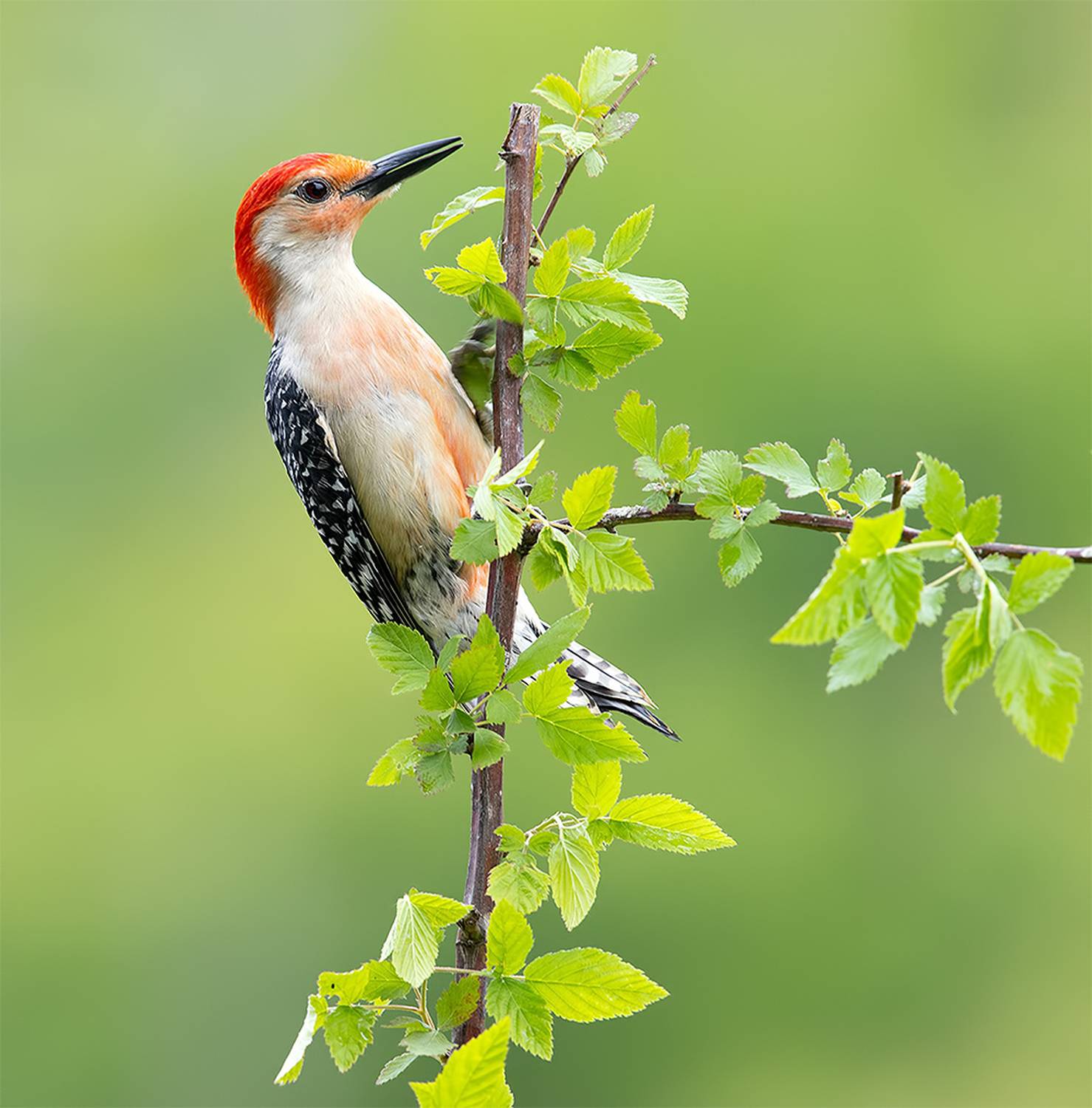 дятел, каролинский меланерпес, red-bellied woodpecker, woodpecker, весна, spring, Etkind Elizabeth