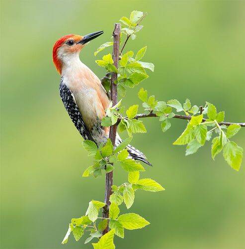 Red-bellied Woodpecker, male -Каролинский меланерпес