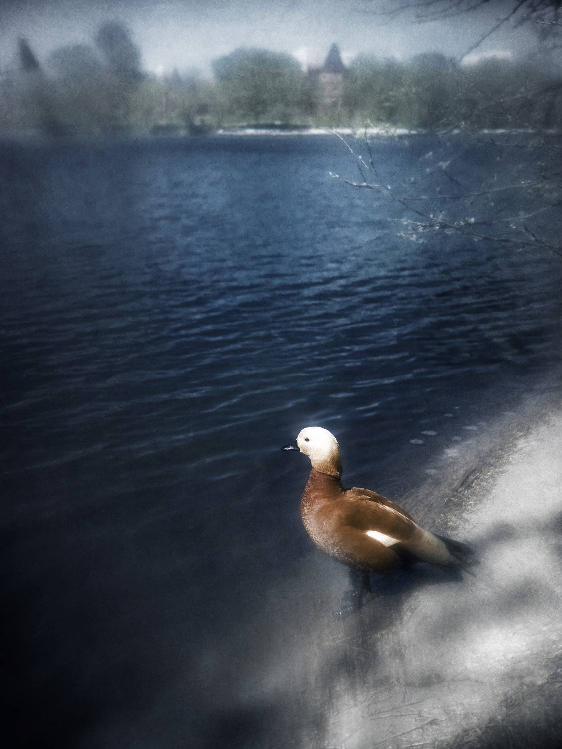 огарь, пикториализм, Сергей Кот