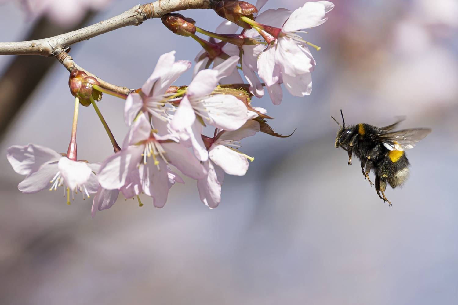 сакура, шмель, весна, цветение, цветущая сакура, Руслан Pl