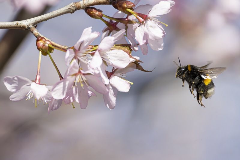 сакура, шмель, весна, цветение, цветущая сакура Цветение сакуры фото превью