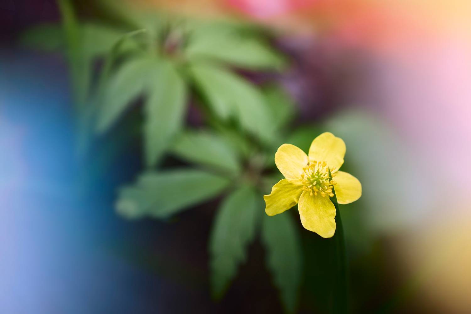 цветок, Валерий Вождаев