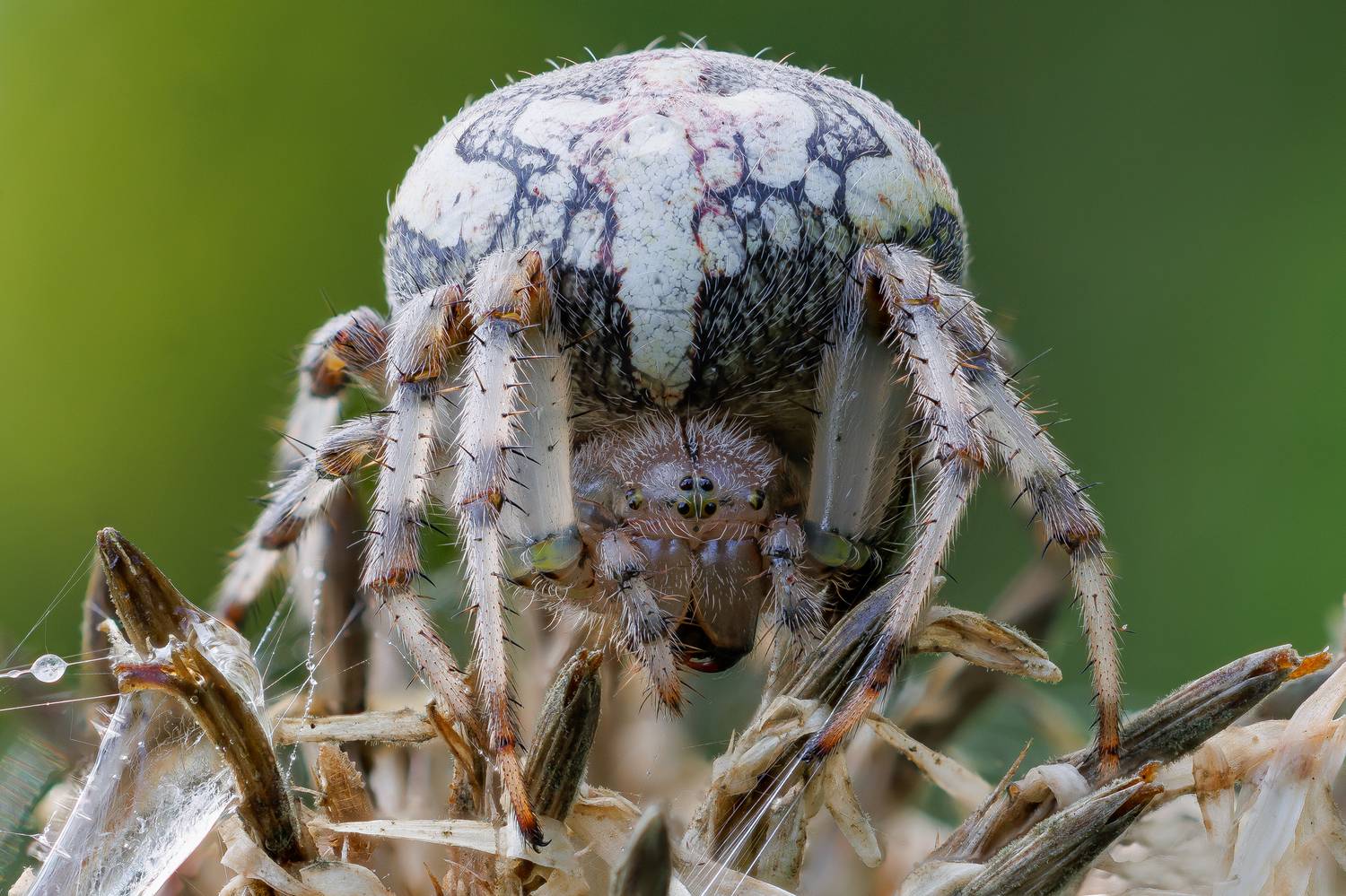 , Кузнецов Дмитрий
