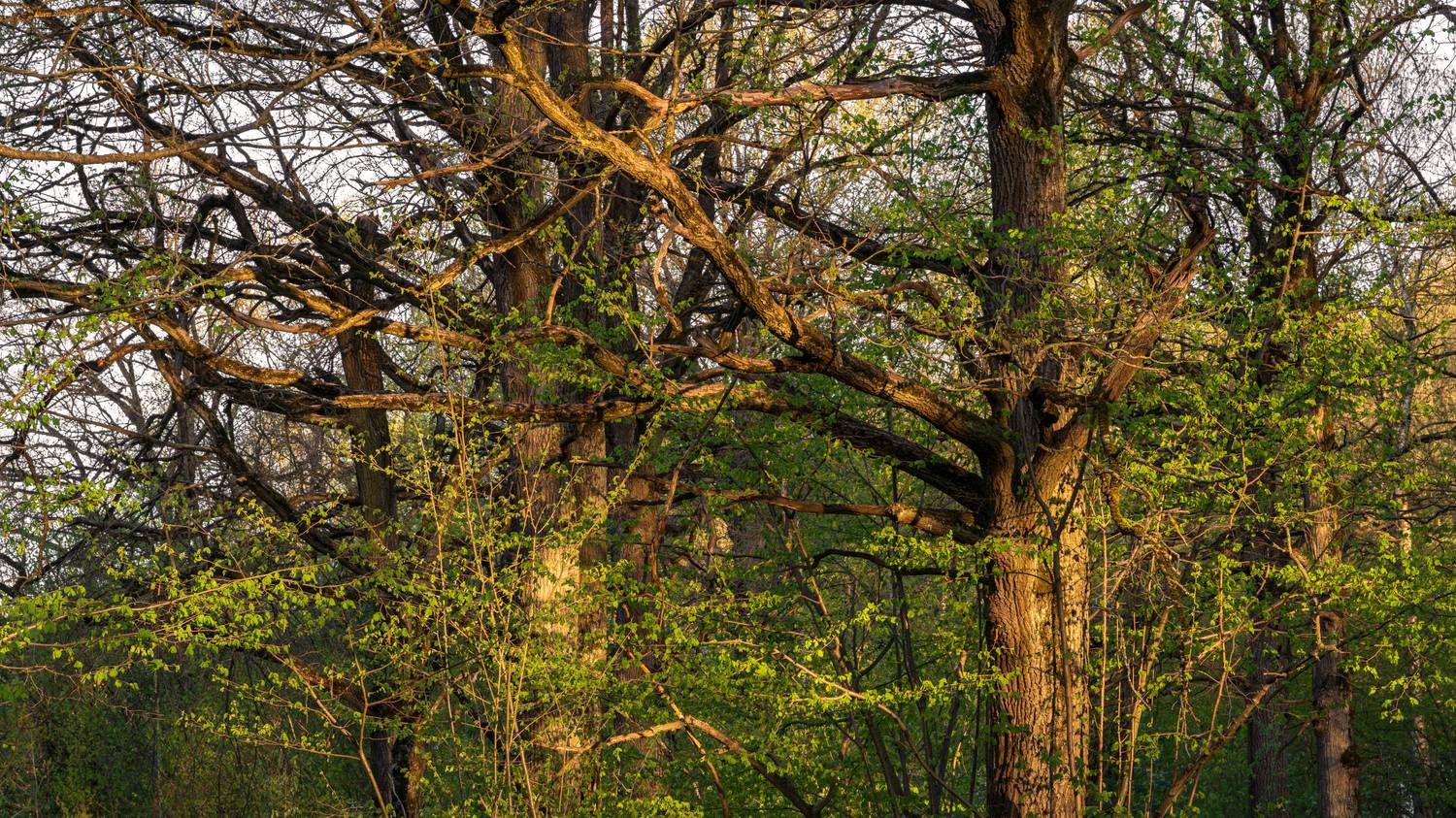 forest, tree, light, foliage, sunlight, morning, evening, oak, bush, beauty, Андрей Козлов