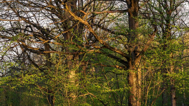 forest, tree, light, foliage, sunlight, morning, evening, oak, bush, beauty *** фото превью