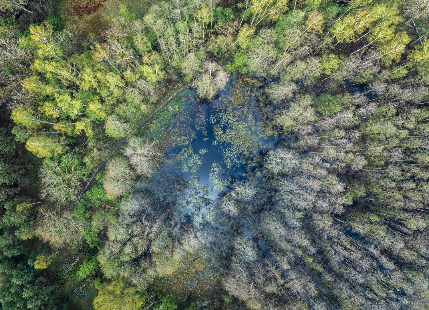 , Гордон Николай