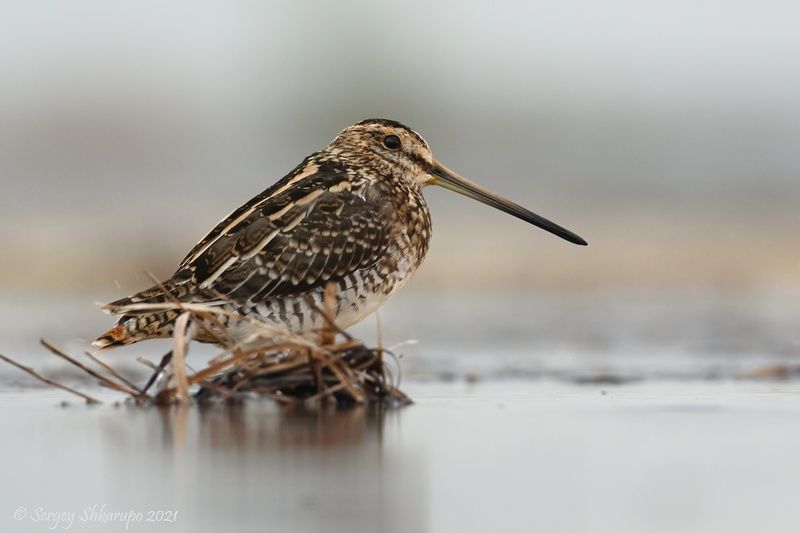 Задумчивый бекас фото превью