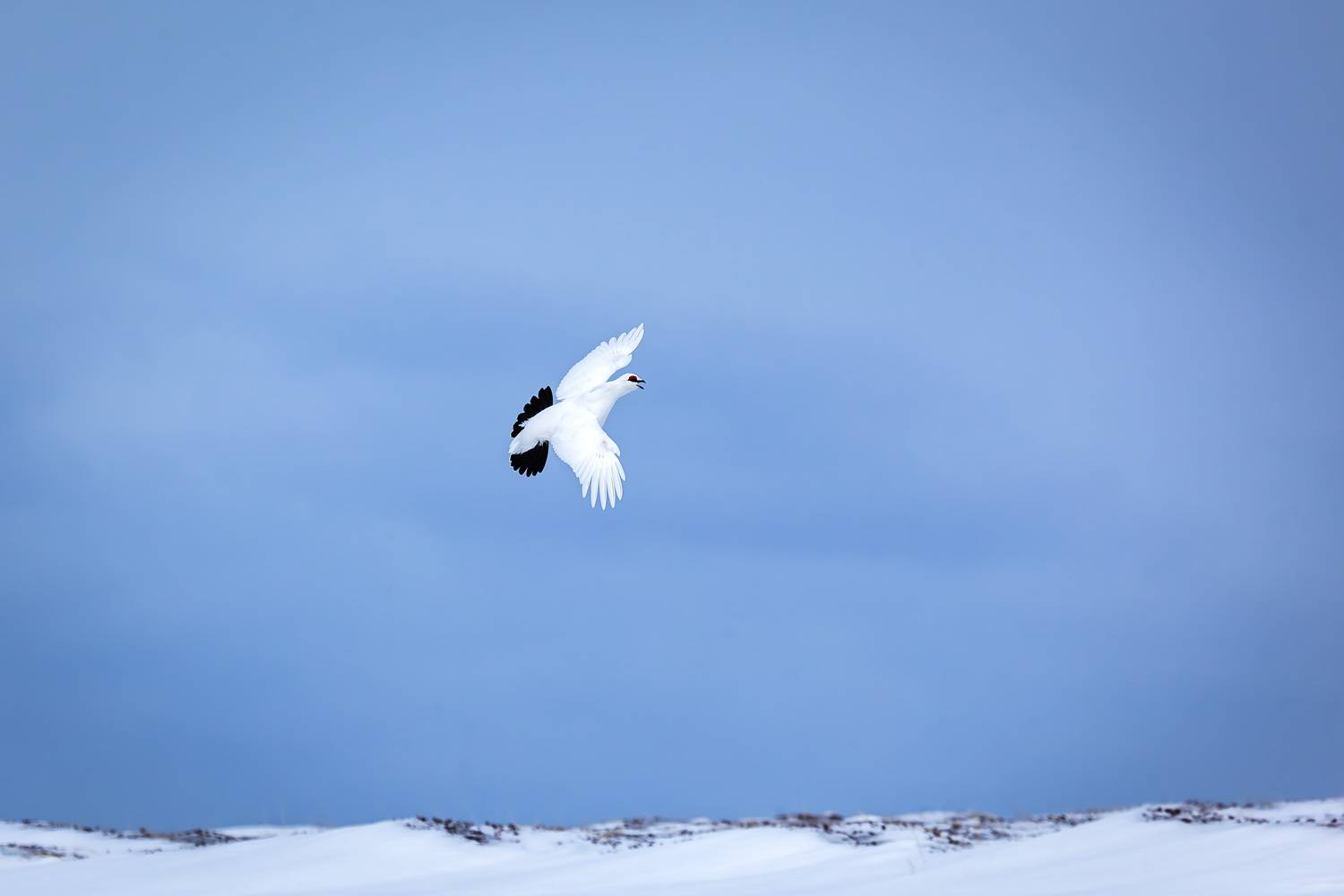тундряная куропатка, полёт, весна, командоры, Уткин Дмитрий