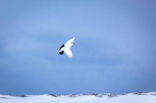 Весна-ааааа!